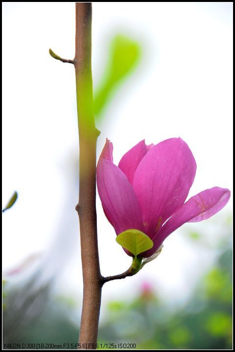 曼联客场4-1中央陆军,卢卡库梅开二度,马夏尔两传一射|BJL平台集团(图1) BJL平台